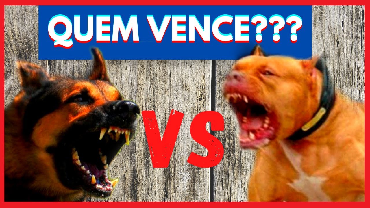 Pitbull vs Pastor Alemão quem ganha???