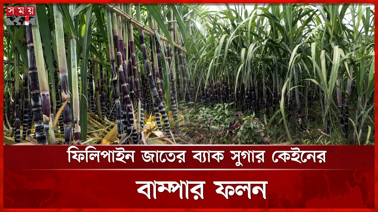 ইউটিউব দেখে আখ চাষ, তাতেই বাজিমাত | Philippines Black Sugarcane Cultivation | Joypurhat | Somoy TV