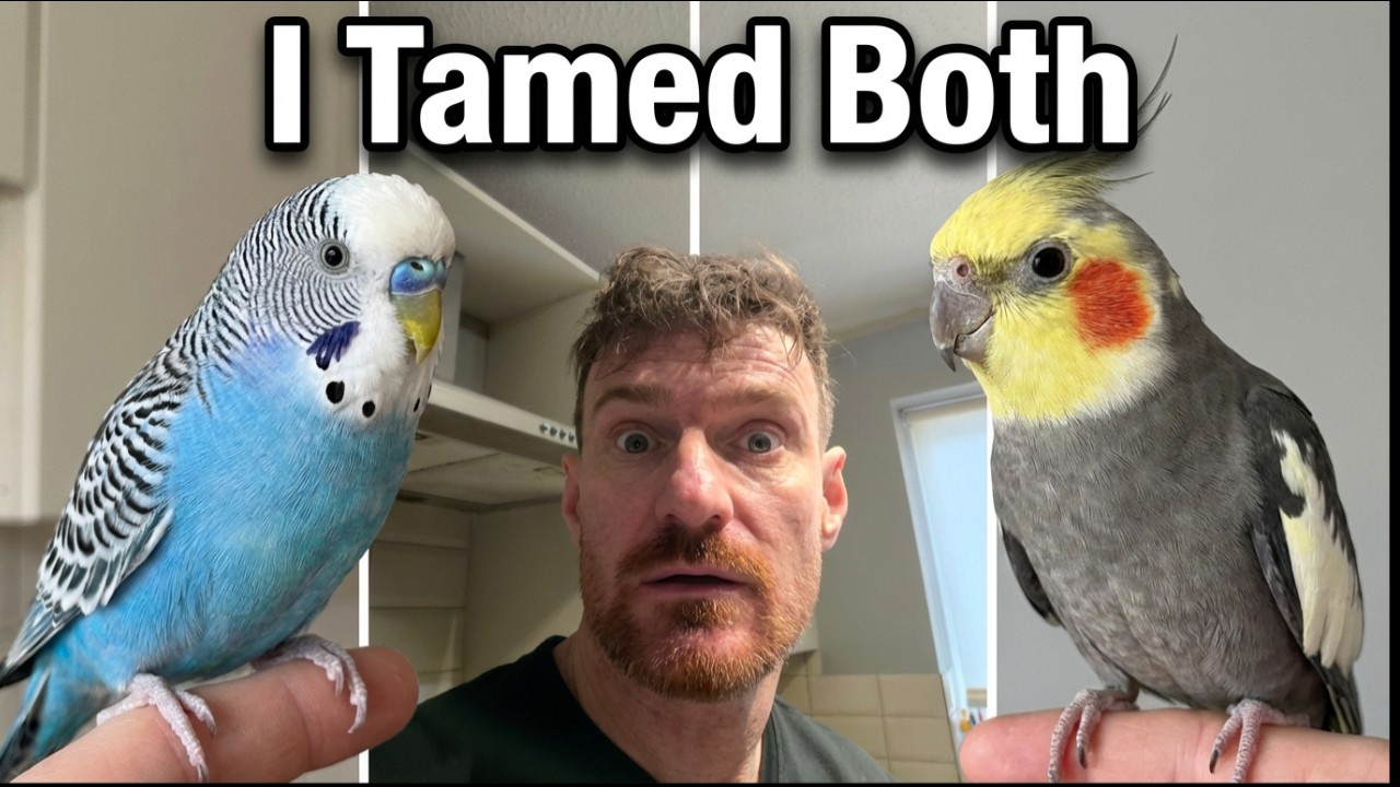 I Tamed Both: Budgies vs Cockatiels Explained Simply