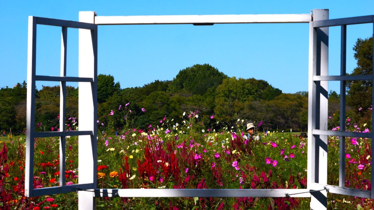 秋のブーケガーデン💘昭和記念公園 Oct 2025 Autumn Bouquet Garden at Showa Kinen  Park Oct 2025