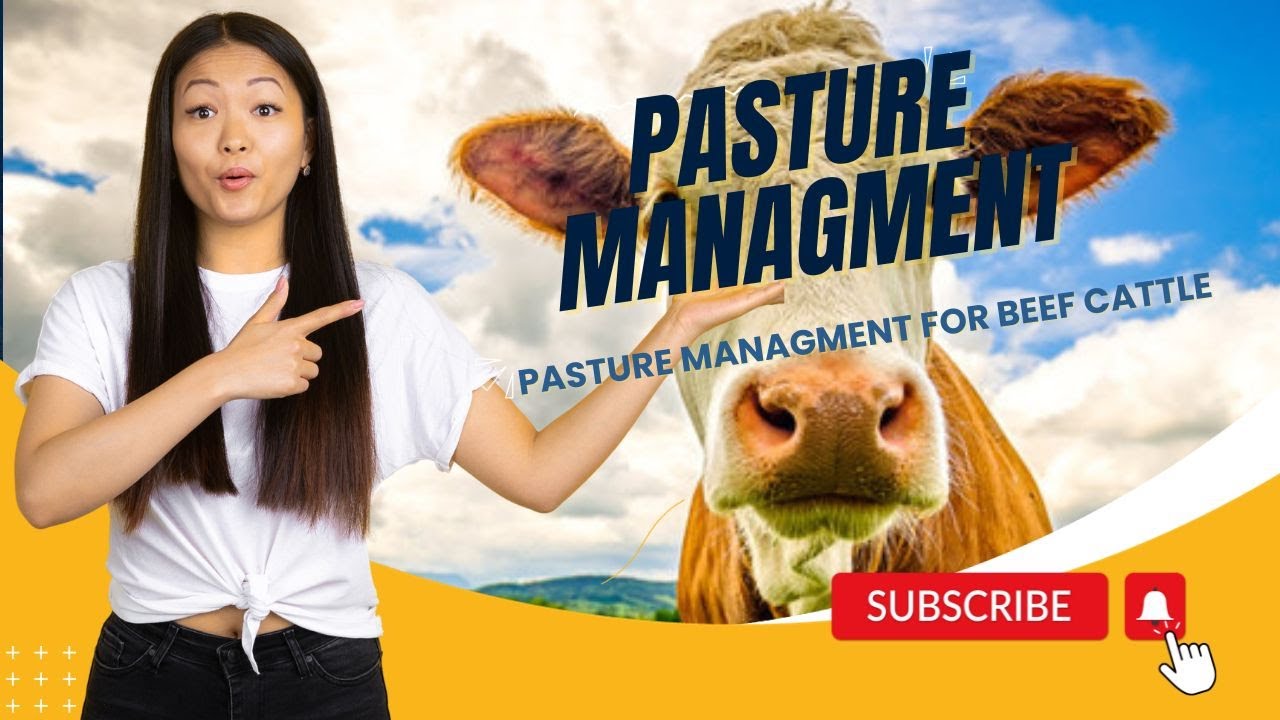 Grazing Strategies & Pasture Management for beef Cattle | Tips for Pasture Management