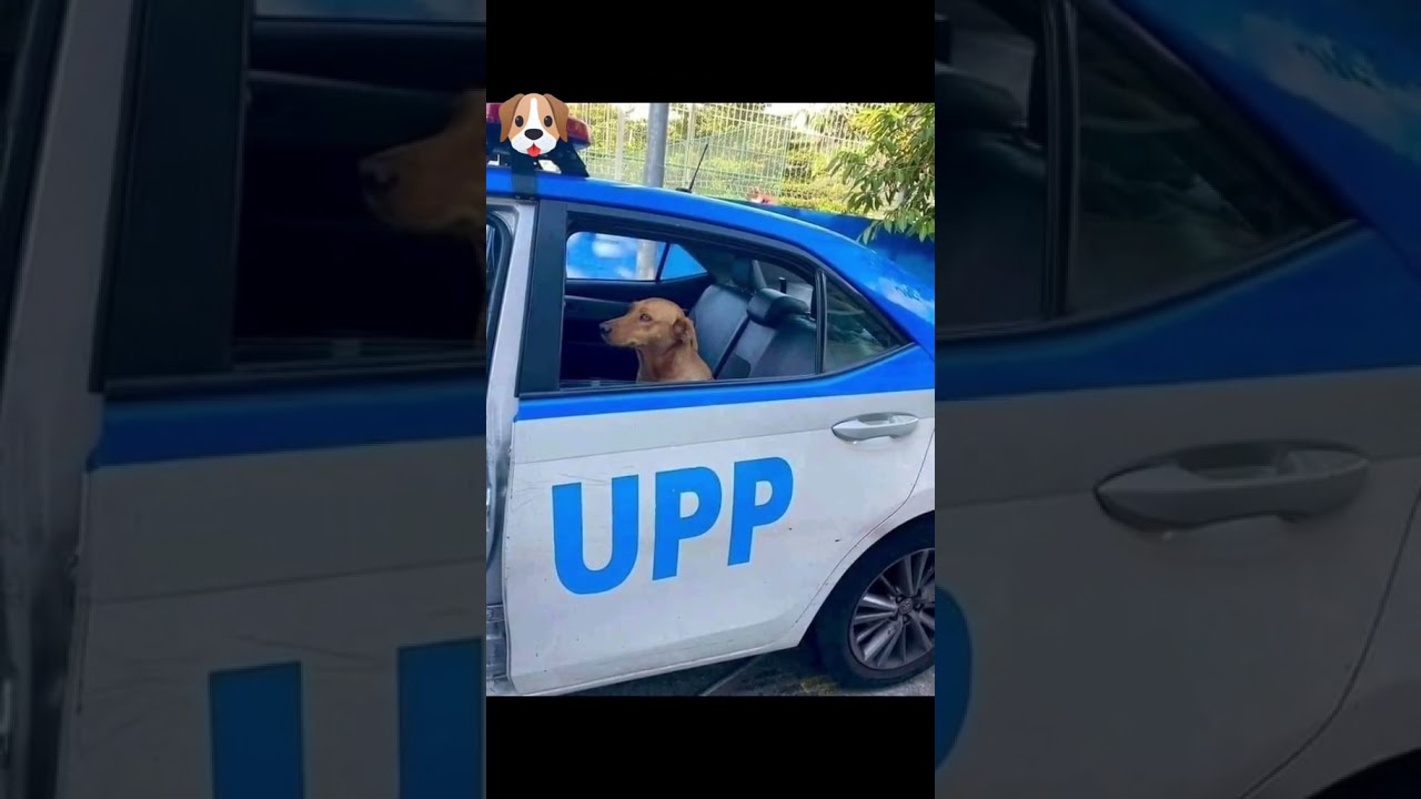 cachorrinho 