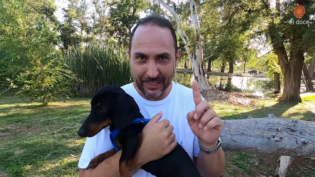 Curiosidades del perro salchicha (Dachshund) | Momento Mascotero
