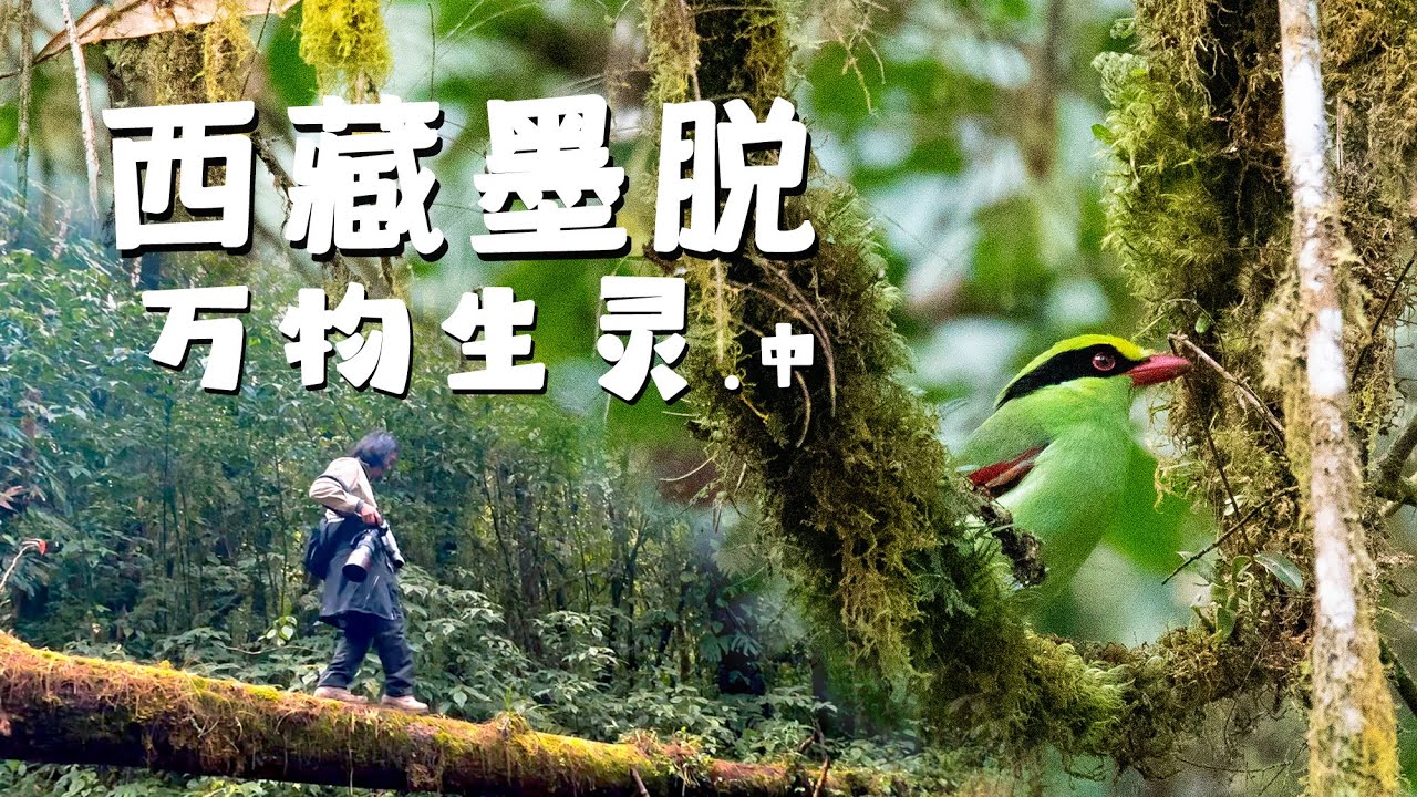 【墨脫萬物生靈.中】走進西藏墨脫雨林裡的生物世界，我與12支自然科考隊調查中印邊境動植物。