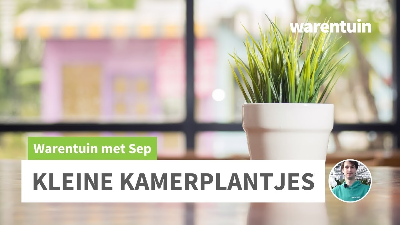 Kleine kamerplantjes