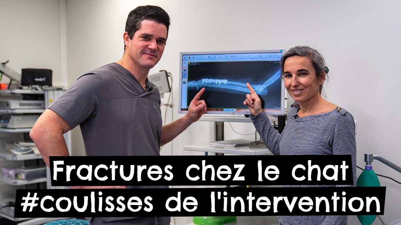 Fractures chez le chat 