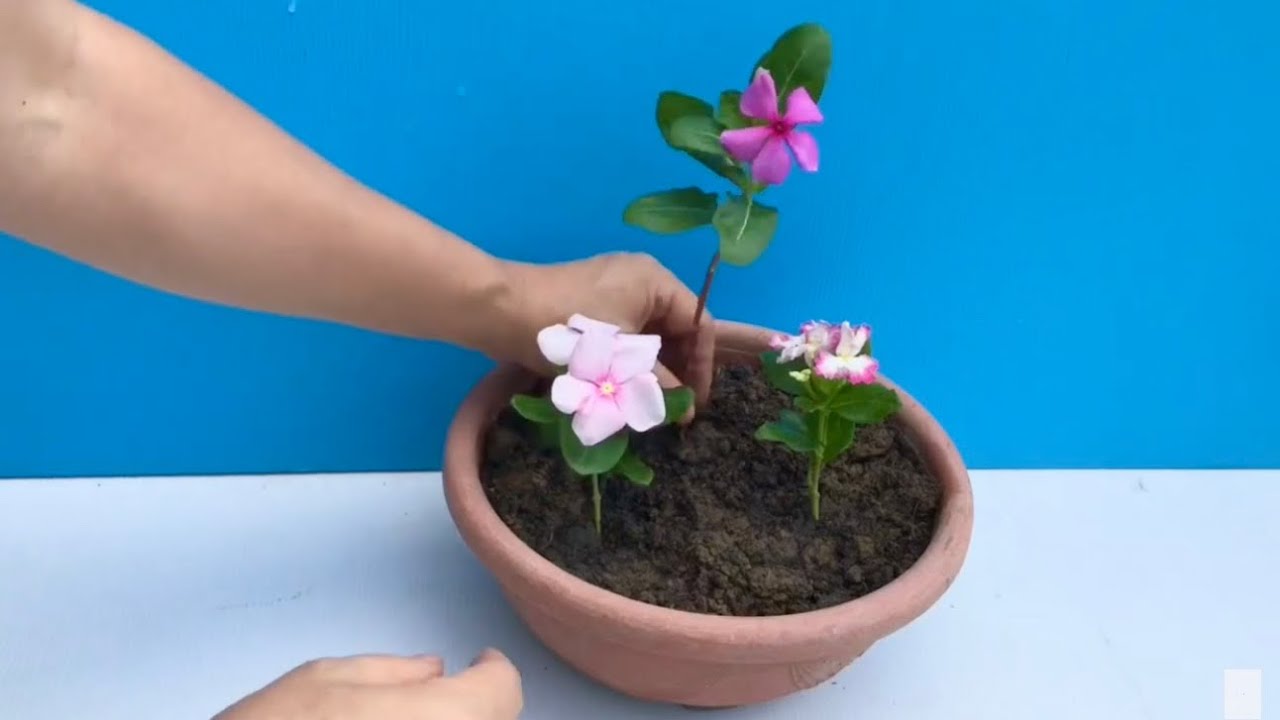 Periwinkle is propagated by cuttings.長春花，日日春扦插