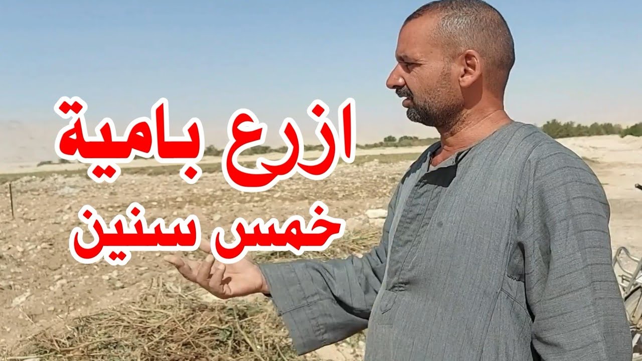 مفاجئة ازرع البامية خمس سنين متتالية