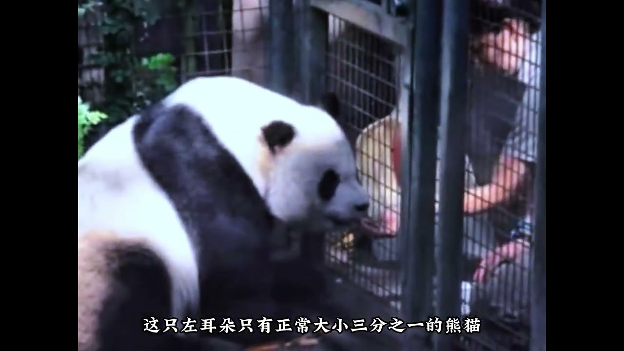 高高，去潘达星球要开心啊！ #大熊猫高高 #大熊猫