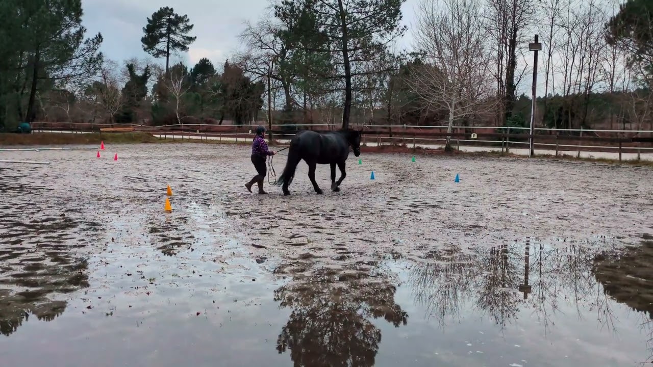 Equifeel Caval'go manche 2, longues rênes 