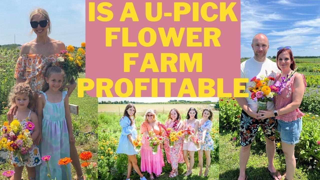 Что такое цветочная ферма Upick? Прибыльна ли она?