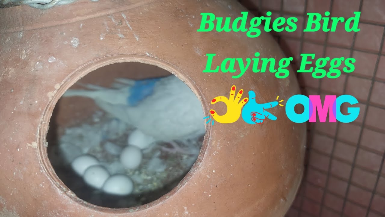 Budgies bird laying egg... see what next #lovebirds ##parrotdipankar #1000subscriber #1millionviews 