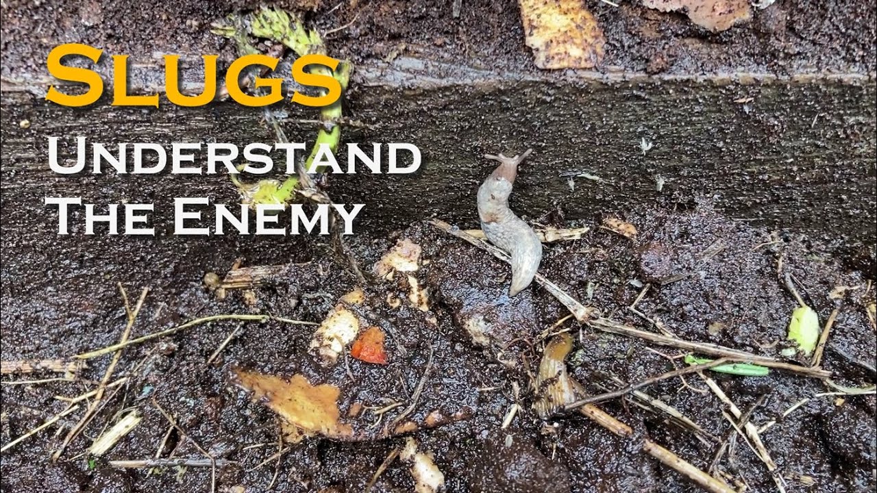 How to Control Slugs