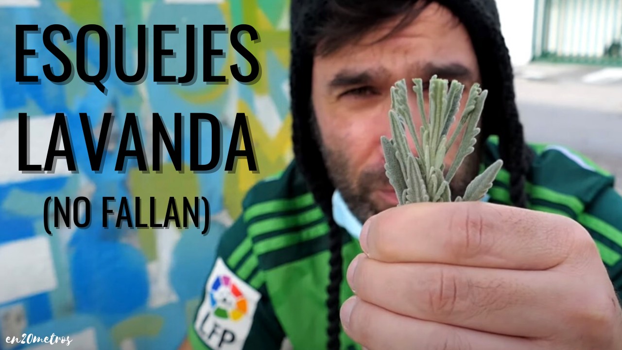 Descubre CÓMO REPRODUCIR LAVANDAS: GRATIS, el método más fácil por ESQUEJES || en20metros