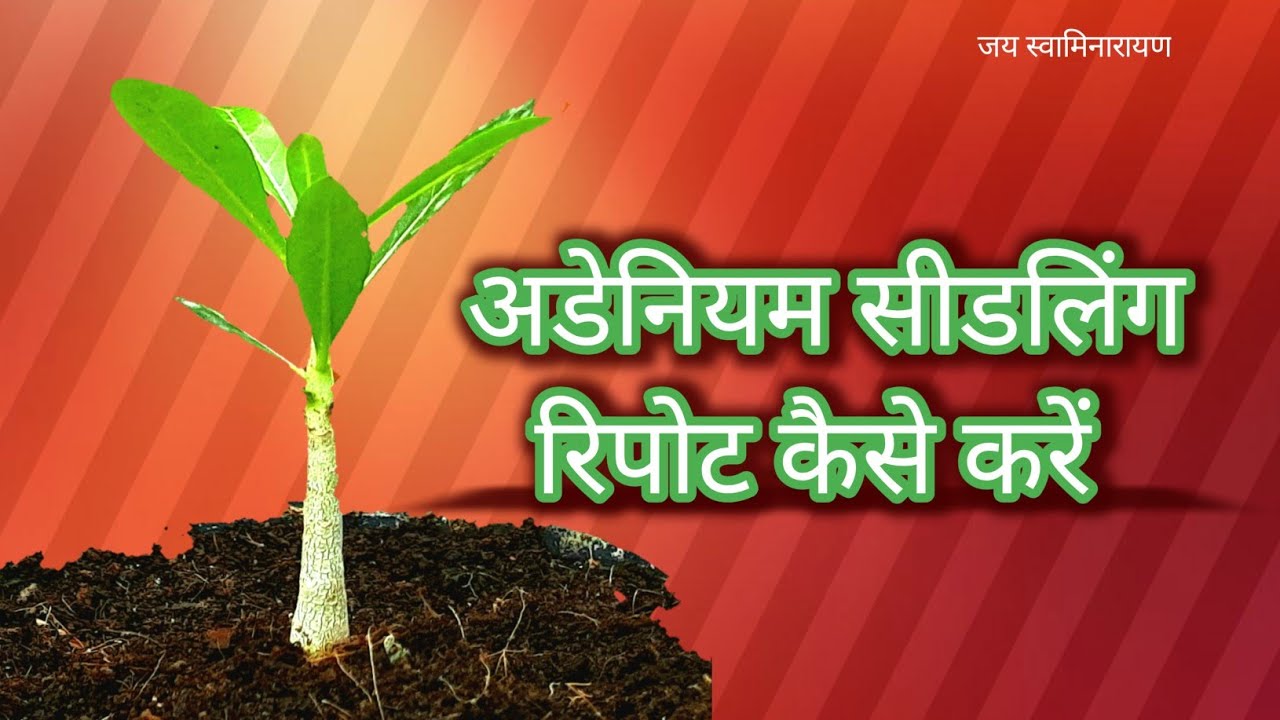 अडेनियम सीडलिंग रिपोट कैसे करें | How To Repot Adenium Seedlings | Desert Rose Plant