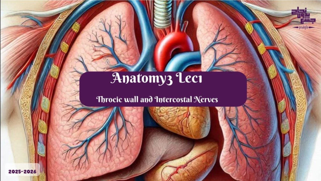Thoracic wall & Intercostal nerves, Anatomy 3 , Lec 1 part 1 