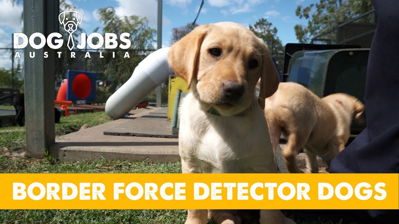 DOG JOBS AUSTRALIA - S02E10 - BORDER FORCE DETECTOR DOGS