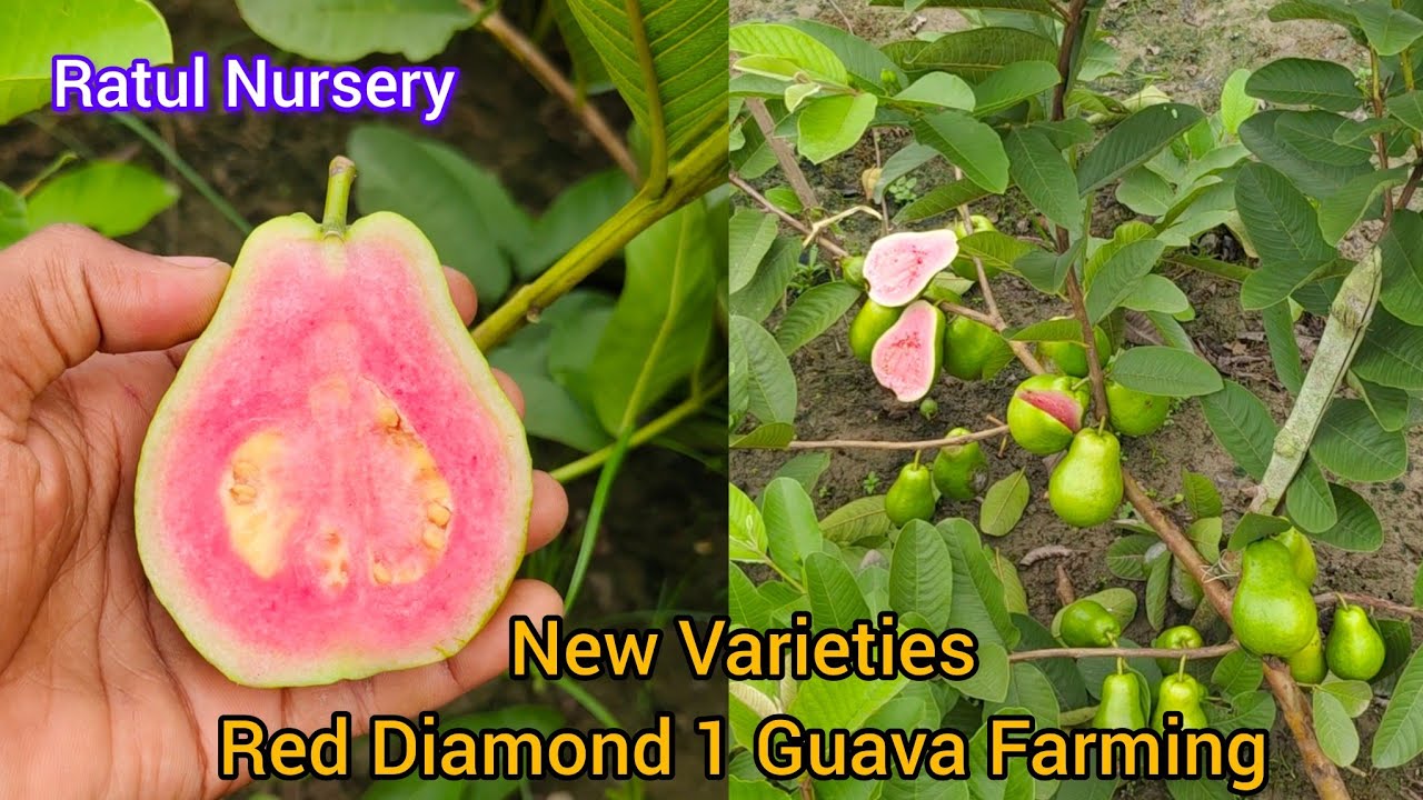 New Varieties Red Diamond 1 Guava Farming,,,Call.7432861939