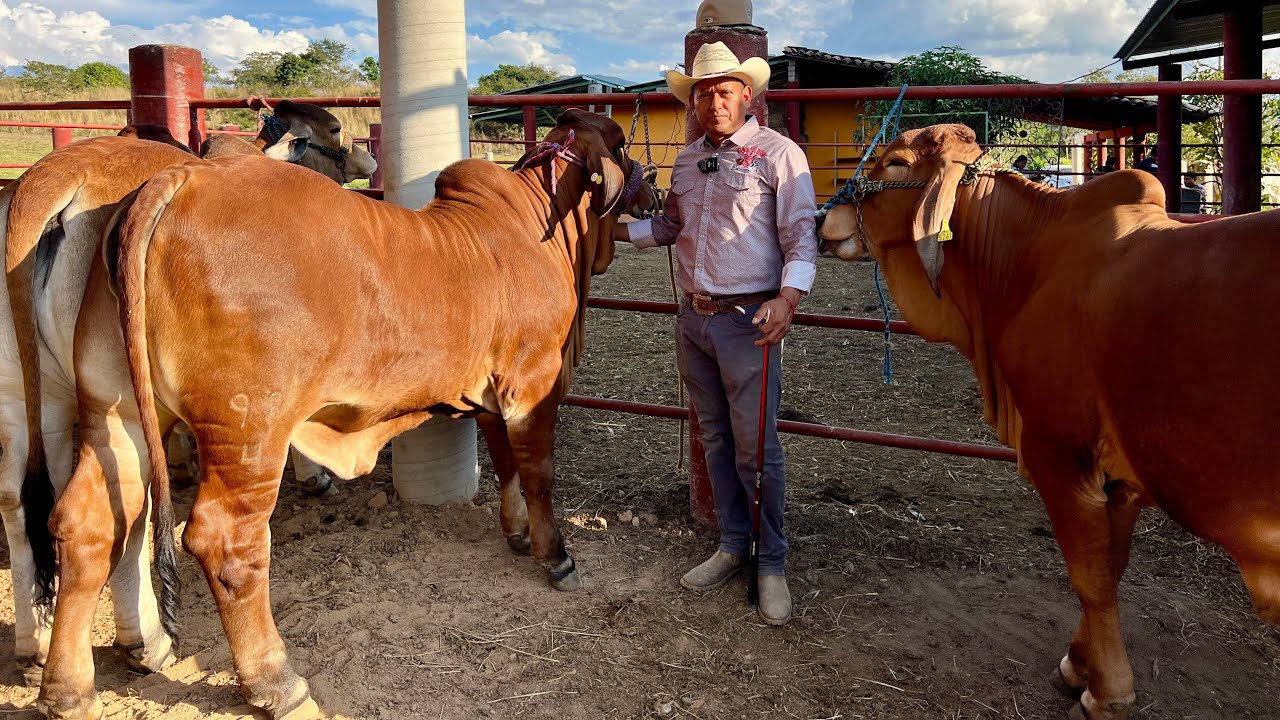 Así es como se mantiene el ganado Brahmán Rojo en potrero - Ganadería en México #rancho #brahman
