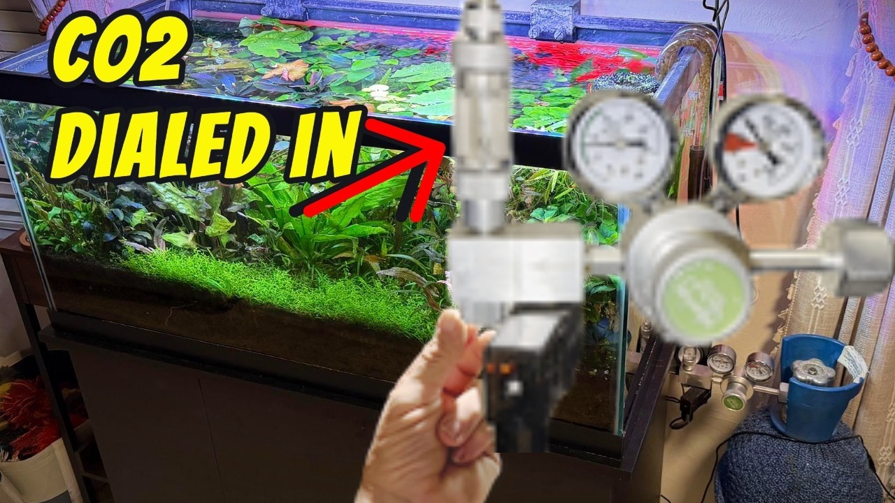 How Do You Set CO2? Is a pH Controller Really Worth it?