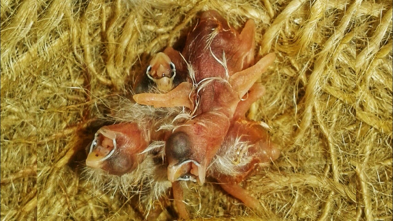 الزيبرا 🐦شاهد كيف يفقص بيض الزيبرا 🐣 الزيبرا تأكل قشرة البيض😱إطعام الفراخ في أول يوم لهم👍