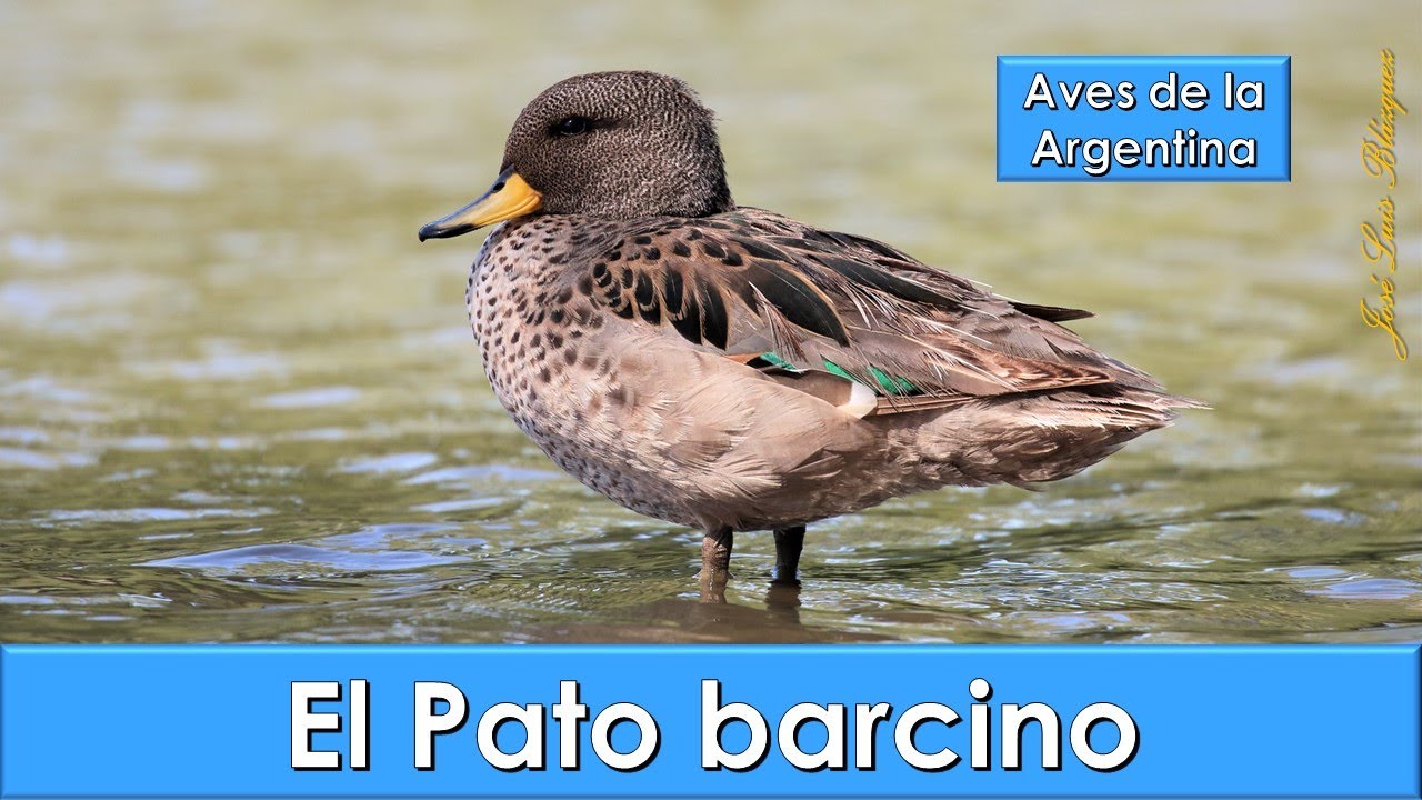 Pato barcino, Yellow billed Teal, (Anas flavirostris), Aves de la Argentina