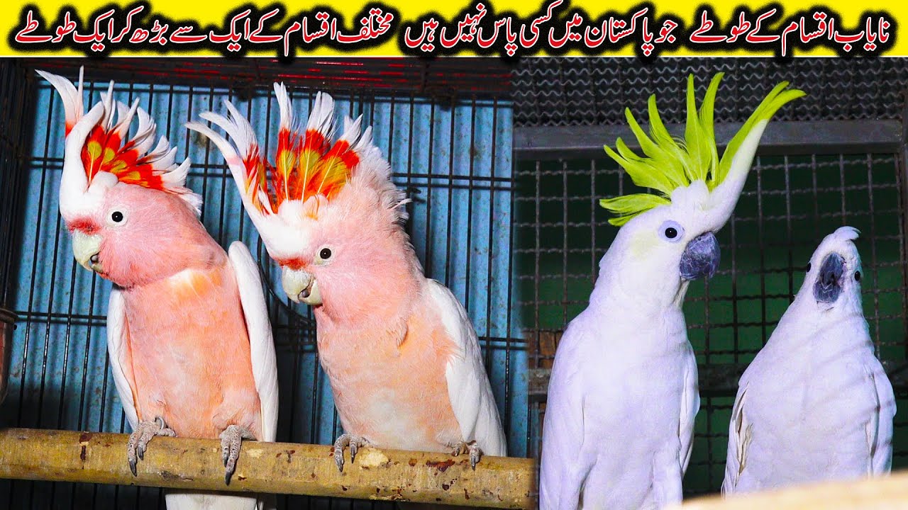 Exotic Parrots at Rozi Khan Setup 2022 Karachi | Major Mitchell’s Cockatoo Sulphur-crested Cockatoo