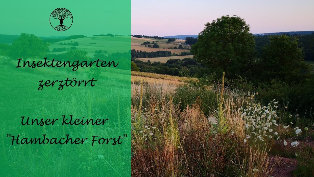 Insektengarten zerstörrt - Unser kleiner  