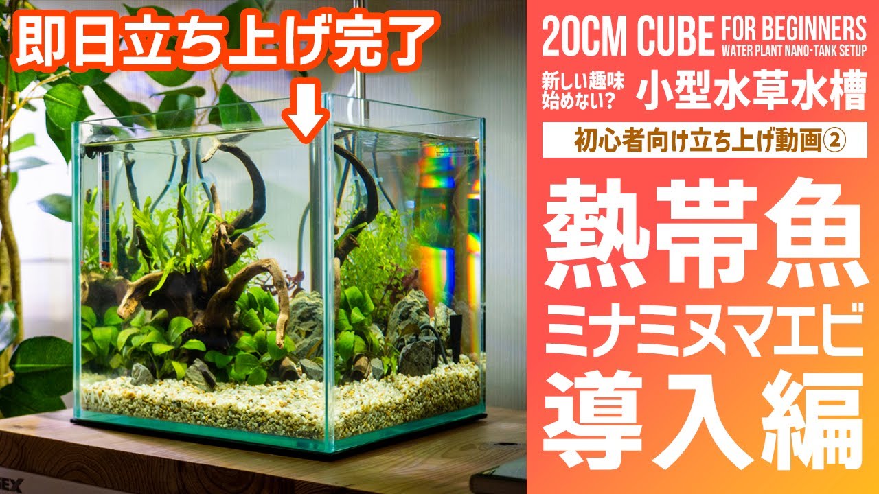 【小型水槽の作り方②】すぐ飼える＆５日で安定飼育！？即日立ち上げで小型熱帯魚＆ミナミヌマエビ導入します【アクアリウムの始め方】 【ビバアクア】