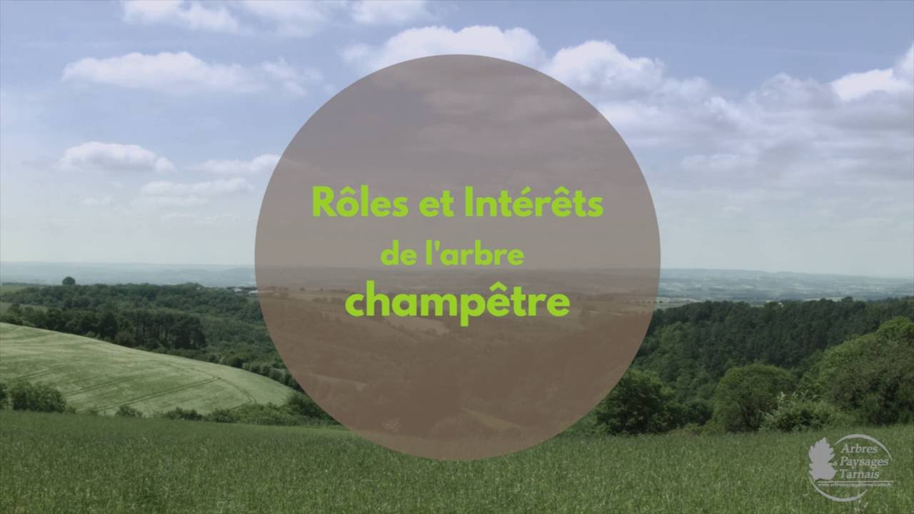 Rôles et intérêts de l'arbre champêtre