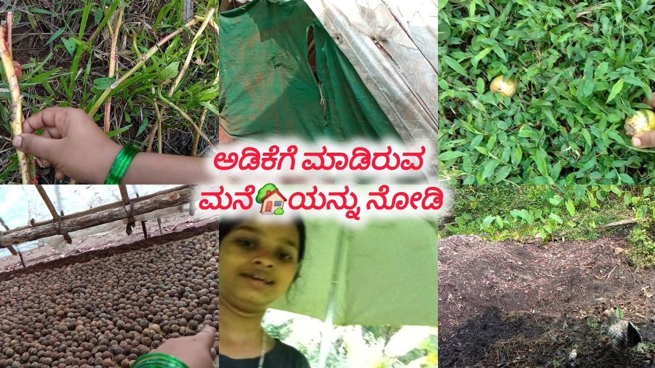 ನೀವು ಇಲ್ಲಿ ಬಂದರೆ free ಆಗಿ fish spa ಮಾಡಿಕೊಳ್ಳಬಹುದು |A day in my life |#kannadavlog #lifestyle 