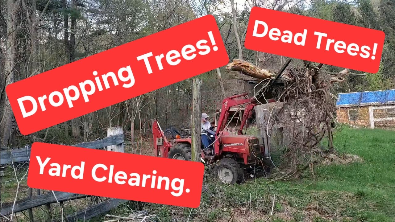 #73. Dropping Trees! Widdowmaker! Clearing Dead Trees Abandoned yard Clearing! 
