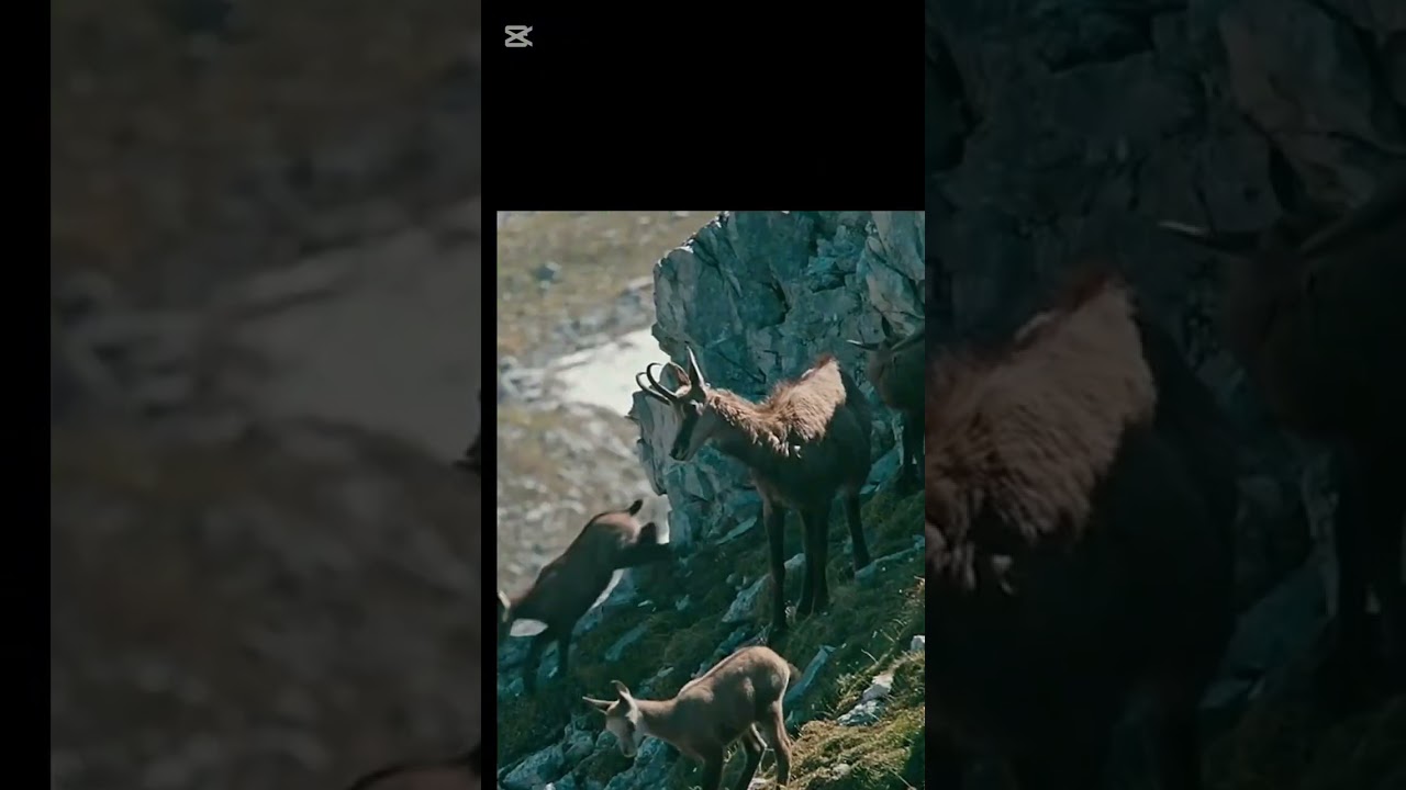 An eagle with drastic approach of hunting