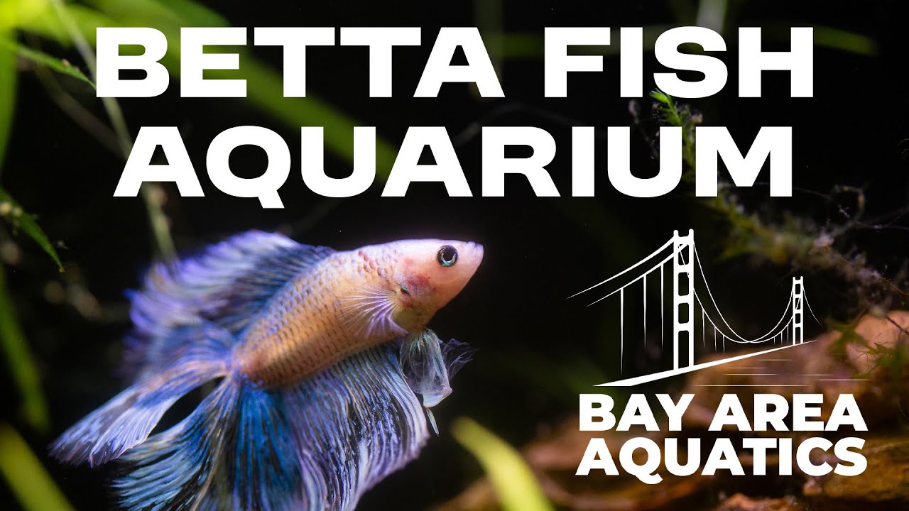 My 5 Gallon Betta Aquarium | Aquarium Co-op Filter, Air-Pump, Heater and More!