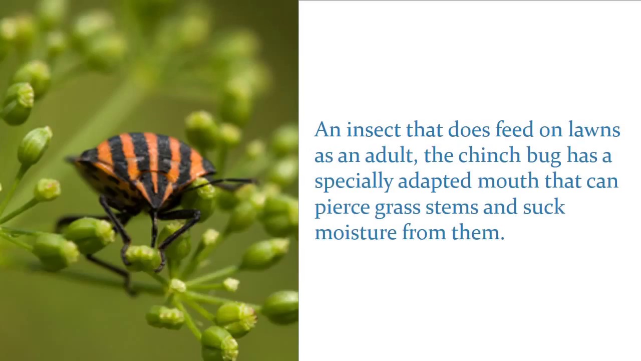 Insects That Can Destroy Grass Lawns