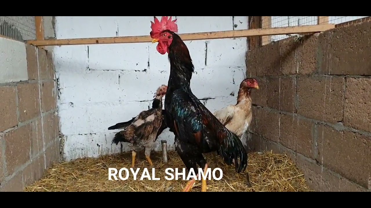 OH SHAMO SHALPAN