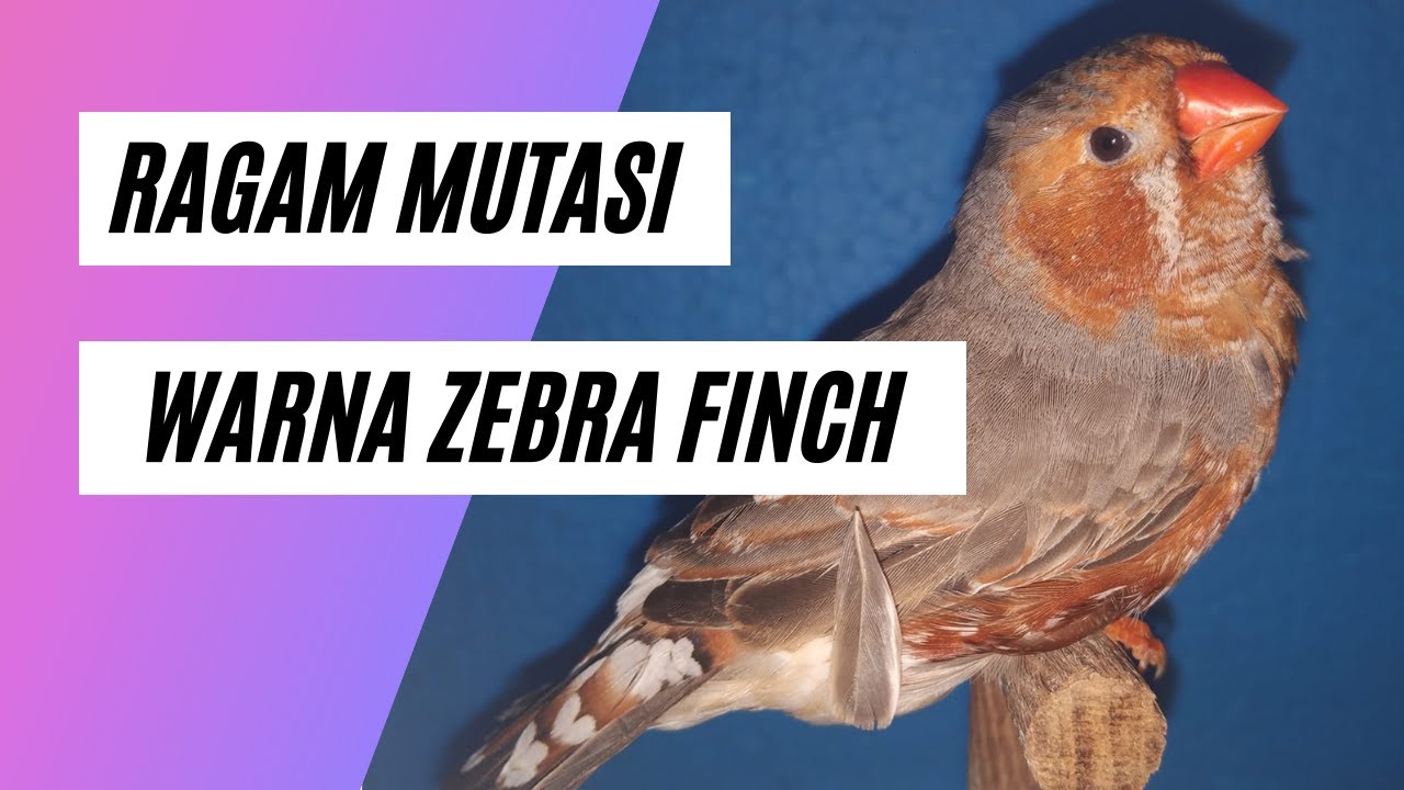 Ragam Mutasi Warna Zebra Finch