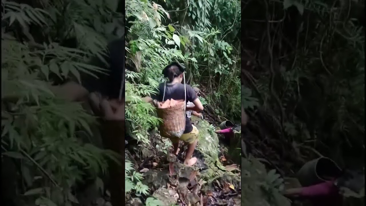 Lagu manggarai||Thomas rona momang cipt. Surat edar