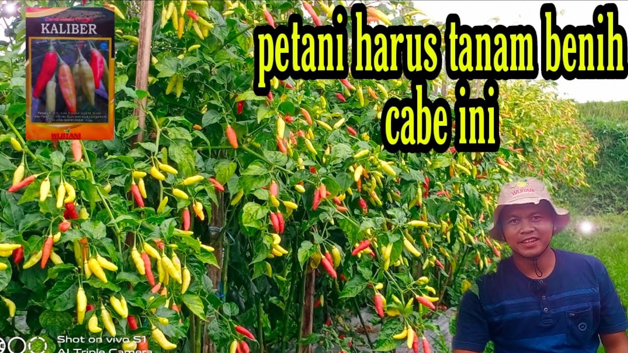 Cara menanam cabe rawit kaliber berbuah lebat
