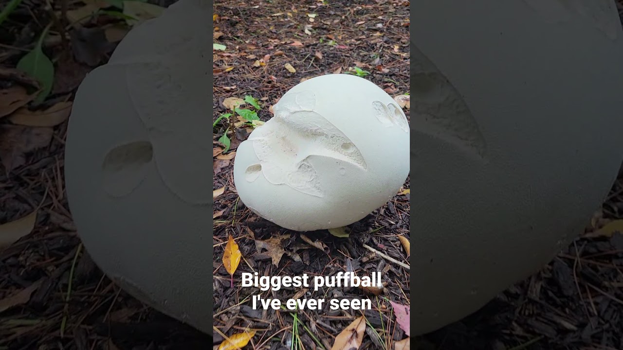 Puffball Mushroom! #shorts #short #nature #mushroom