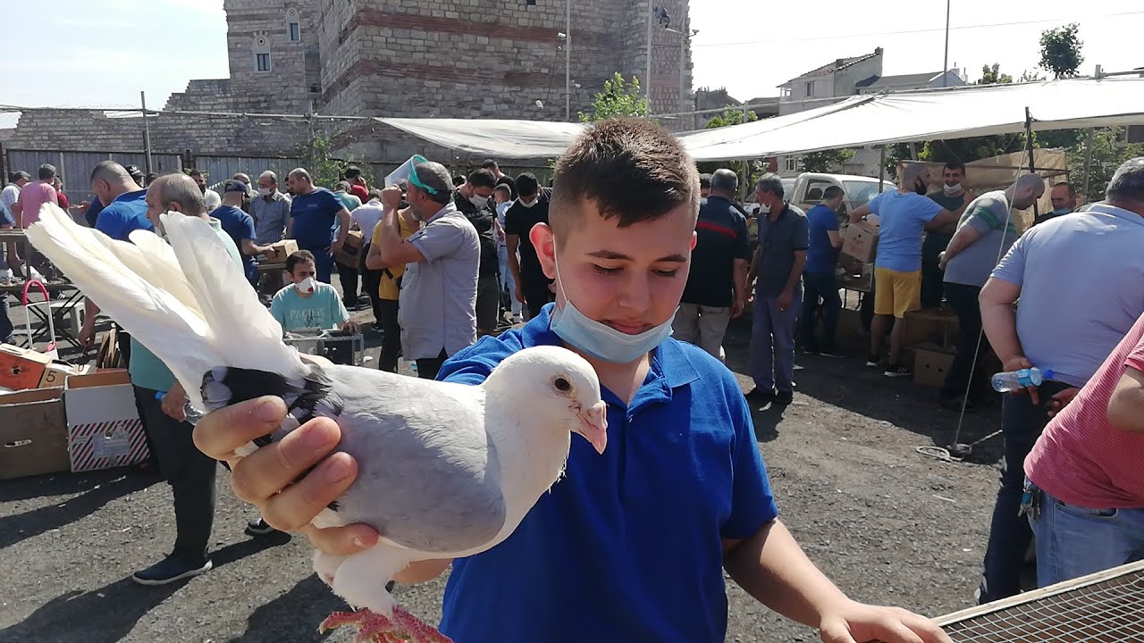 1 Selam Verdi,1 Kutu Kuş Aldı. İstanbul Edirne Kapı Şehitliği Durağı Karşısı,Sur İçi Kuş Pazarı.
