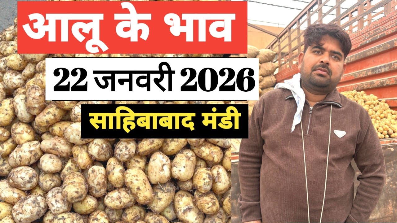 22 January 2026 🥔आलू का भाव साहिबाबाद मंडी | toady potato rates #aalu #aalubhav #potato #delhimandi