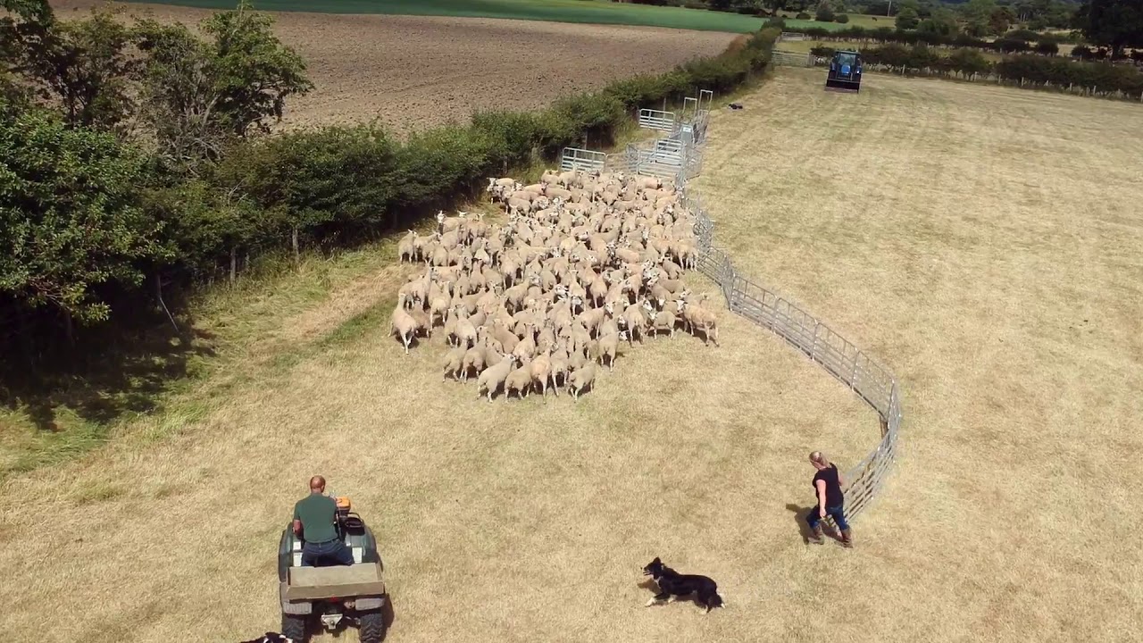 Alligator Pro Sheep Handling System