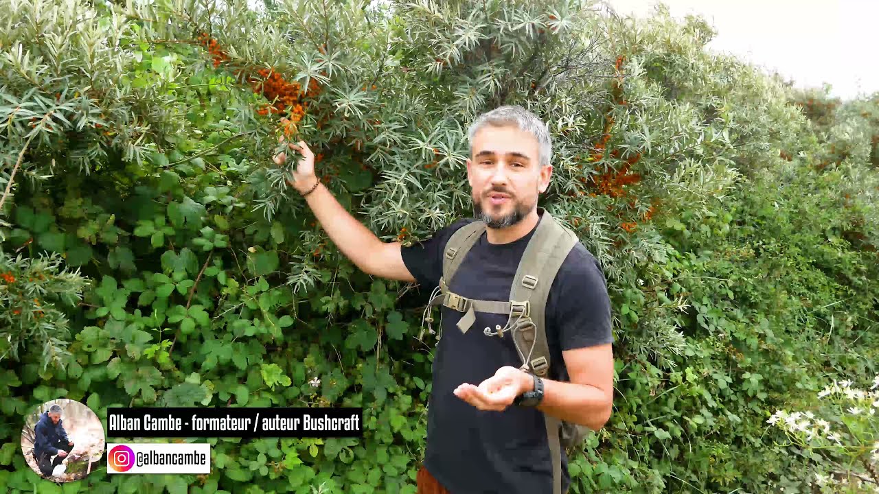 Plante comestible : l'argousier (Hippophae rhamnoides) et ses d&eacute;licieuses baies