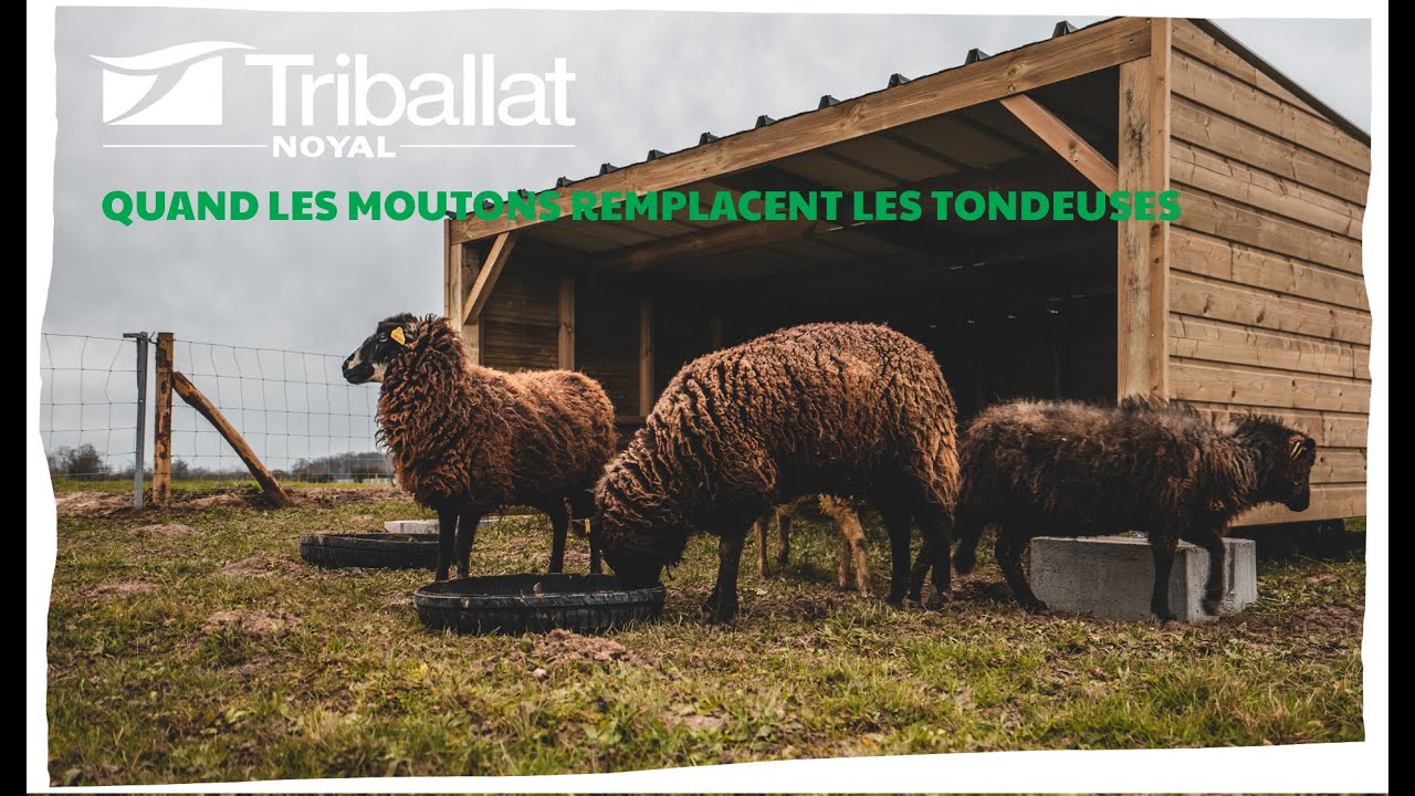 L'éco-pâturage chez Triballat Noyal