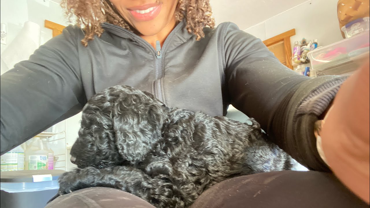 First 72 hours: New Standard Poodle Puppy: Puppy Vlog