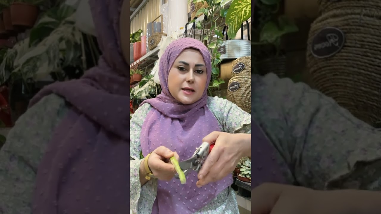 هۆکاری زەردبوونی گەڵای بامبۆ وەهەروەها چارەسەرییەکانی