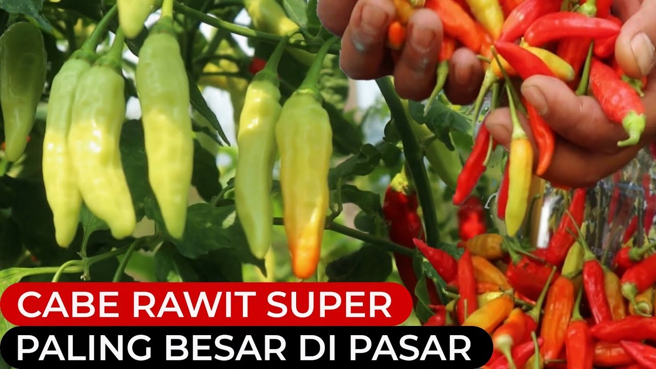 Cabe rawit berbuah lebat yang buahnya paling besar di pasaran