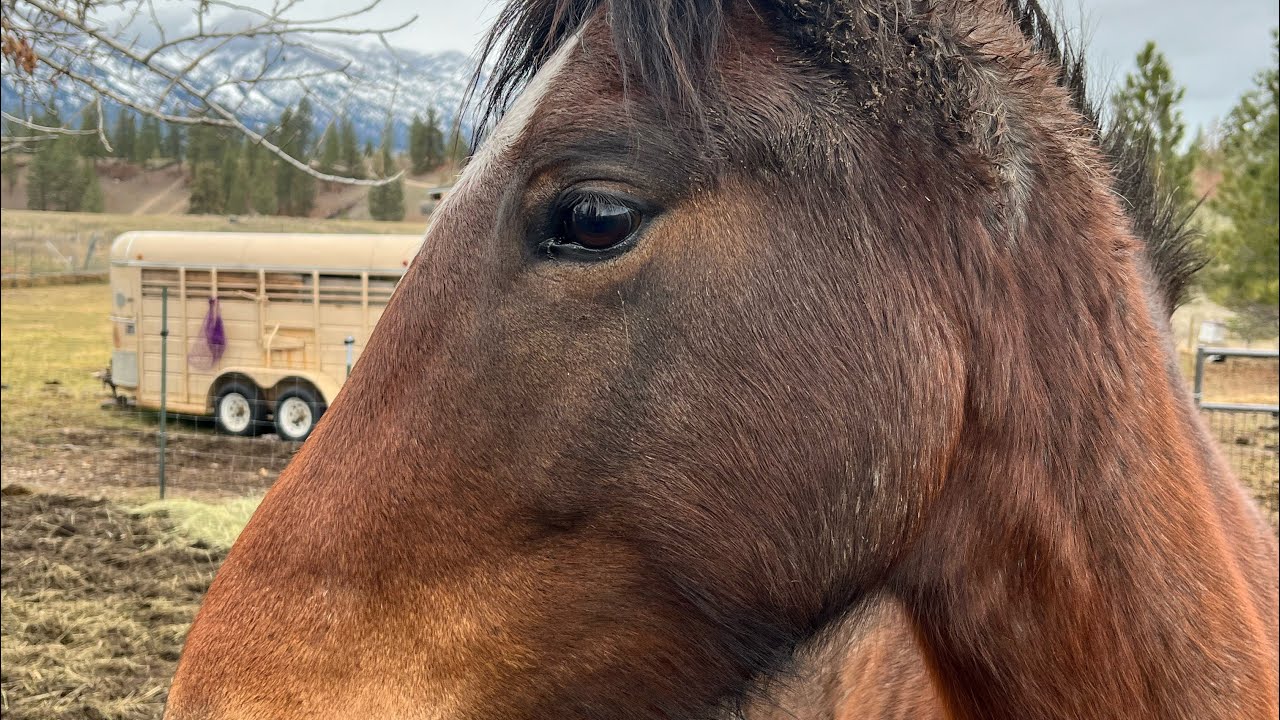Soft Training My Mustang