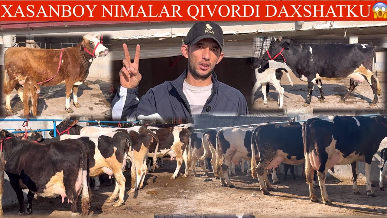 XASANBOY😳F🥛SUTDOR ONA BOLA SGIRLAR NARXLARI ESA ARZON💥🚘DASTAFKASI BOR✊🏃